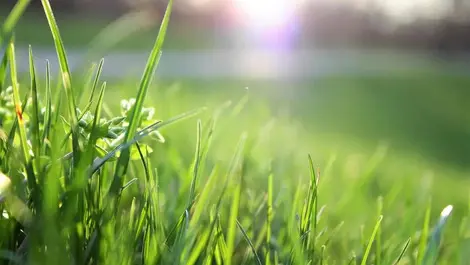 Roundup may be put to the test again